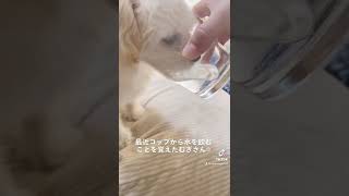 水分補給！ぼくもコップで水飲むもん🐶