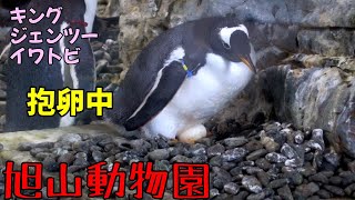 [旭山動物園] ペンギン達が抱卵中です、大変そうですが頑張ってます！