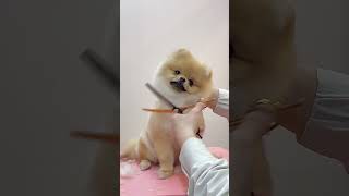 강아지 첫 미용 포메라니안 곰돌이컷,Baby Pomeranian first grooming #몽블리스 #cutedog #doggrooming