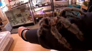 Portland Insectarium creates community for bug lovers