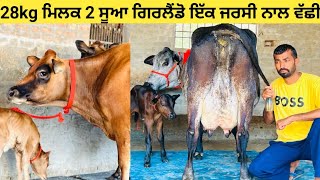 2 cow's available Girlando nd Jersey || 28kg ਮਿਲਕ 2 ਸੂਆ#ਗਿਰਲੈਡੋ ਇੱਕ 2 ਸੂਆ ਜਰਸੀ ਨਾਲ ਵੱਛੀ for sale!!