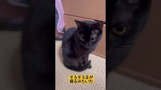 元保護猫ジジ♪主と一緒に寝る為に…#shorts#保護猫#可愛い#黒猫#三毛猫#寝る