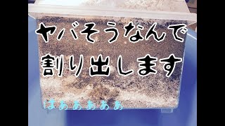 菌糸ブロックで組んだ産卵セットが・・・