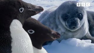 Babies of Rivers and Oceans | Baby Animals | Andy's Amazing Adventures