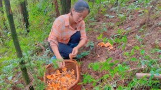 贵州两夫妻到山上找松菌，满满的收获，挑着回家【農村小潘】