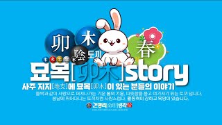 사주팔자 묘목[卯木]story 지지[地支]에 묘목이 있는 분들에게 드리는 행복이야기