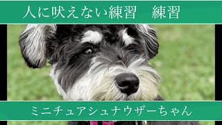 人に吠えない練習　練習　ミニチュアシュナウザーちゃん