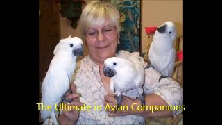 baby umbrella cockatoo hatch to 11 weeks #cockatoo