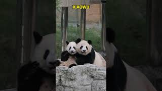 莽仔和莽小五母慈子孝的瞬间合影 #pandafushun #funny #adorablepanda #cute #大熊猫 #animals #大熊猫 #cutepanda #pandalove