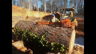 Chain sawing a 4ft Wide Forest Pine in Half