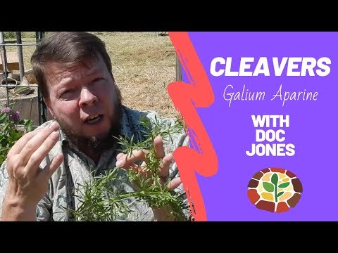 Where do I find Cleavers?