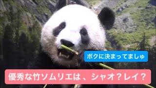 優秀な竹ソムリエは、シャオくん？レイちゃん？2023.08.04 Cute panda twins