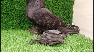 World Most Beautiful Fancy Pigeon | Hajji Mosa King | The King Of Pigeon | Kabootar # King (2)