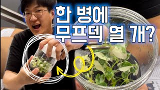 내.조.내.심! 내가 조직배양🧪하고 내가 심은🌱 무늬 프라이덱! 가든킹표 조배묘(조직배양묘) 대공개‼️설명란 참고😉