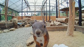 リスの森（岐阜県高山市）にいるシマリスさんとエゾリスさん 🐿