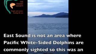 Pacific White-Sided Dolphins in Eastsound