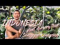 Indonesia plant nursery tour, plant chat, and care tips from owner!