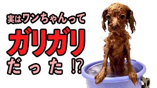 ワンちゃんが気持ち良いシャンプーの方法！シャンプー後のブルブルの意味とは？