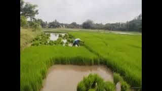 எல்லோரும் விவசாயிகள் ஆனால் விதைவிடத் தெரியாது நாற்று பறிக்கத் தெரியாது நடவு நடத் தெரியாது அறுவடை…