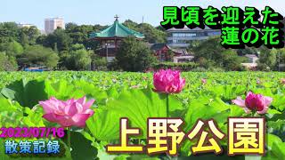 【散策】見頃を迎えた蓮の花　上野公園