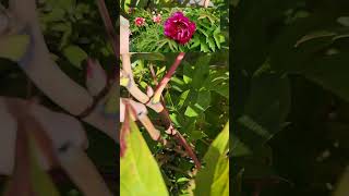 How to prune Tree Peonies!