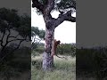 Leopard Tumbles from Tree Trying to Feed Cub!