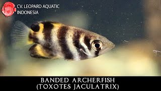 Toxotes jaculatrix THE RELIABLE Banded Archerfish. (Leopard Aquatic P019A)