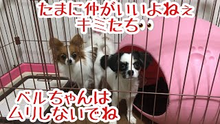 【パピヨンのベルトマトちゃん】たまーに仲が良い先住犬と2代目🐶