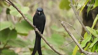 Ashy Drongo calling : Amazing Wildlife of India by ... Renu Tewari and Alok Tewari