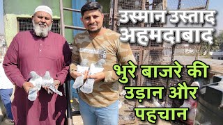 Usman Ustaad के Bhure Bajre Kabootar | भुरे बाजरे की पहचान और उड़ान | Pigeon Loft in Ahmedabad