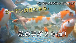 #錦鯉#金魚＃フレームプール【錦鯉ブログ】私の手が２０㎝ですね(^^)/そうすると金魚・錦鯉の大きさが分かりますね！(^^)/