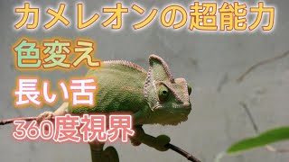 カメレオンの超能力! 色変え、長い舌、360度の視界！ #動物 #雑学 #カメレオン