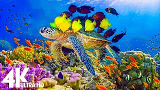 The Colors of the Ocean 4K ULTRA HD - The Best 4K Sea Animals for Relaxation \u0026 Calming Music