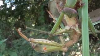 [ASMR] Mantis cannibalism 1 (Tenodera aridifolia eating Tenodera angustipennis)