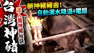 【★躺神豬豬舍!!養神豬達人!!★】達人飼養台灣神豬祕訣 全自動灑水降溫+電扇伺候!!