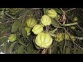 കുടംപുളി കളയല്ലേ garcinia gummi gutta