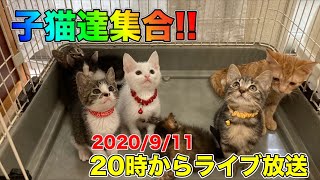 【ライブ】預かり部長宅にいる子猫達（7匹）の実況中継！【Kittens】