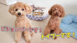 ビションプーとトイプー　🐶ひみつきちなう！#2🐶  (チワワ 柴犬 トイプードル ビションプー ミックス犬) 2021年6月14日