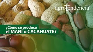 CULTIVO DE MANÍ O CACAHUATE | Especificaciones para su siembra