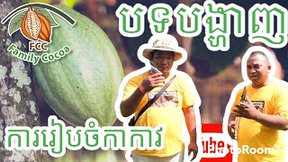 ដំណាំកាកាវ {បង្ហាញពីការរៀបចំចំការកាកាវ }  Demonstration of cocoa plantation 0973606475