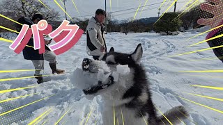 【ハスキー犬】雪上散歩😆雪遊び😍