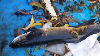 sneakhead fishing വാഹ പിടുത്തം🐬🐬🐟 #sneakhead #fishing #kerala #nadanmeenpidutham