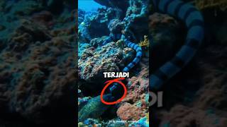 Pertarungan Belut Listrik Vs Ular Laut #shorts #hewan #animals