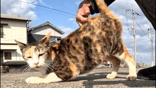 腰トントンすると喜んだ三毛の野良猫とキジ白猫をナデナデ