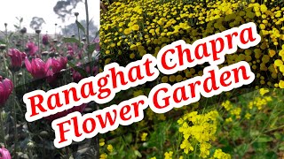 Ranaghat Chapra Flower Garden 2025⚘️