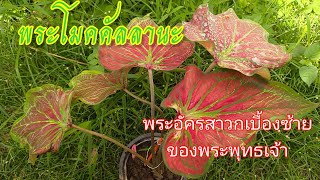 พระโมคคัลลานะบอนสีโบราณในตับพุทธประวัติ