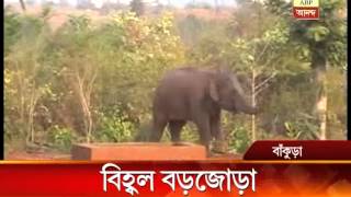 Elephant rescued from a dam in Bankura