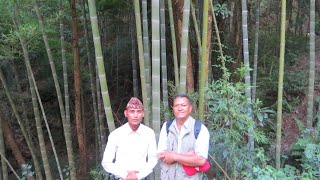 १६ बर्ष देखि मोसो बाँस एक चिनारी नेपालमा ।   (Phyllostachys pubescens) बद्रि अधिकारी ।