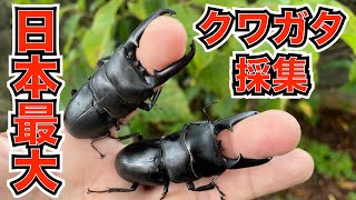 日本最大のクワガタ「ツシマヒラタクワガタ」を捕まえろ！in 対馬