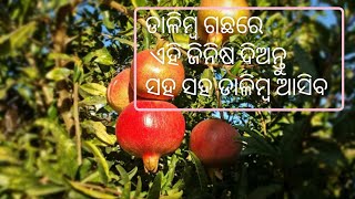 ଡାଳିମ୍ବ ଗଛରେ ଏହି ଜିନିଷ ଦିଅନ୍ତୁ ସହ ସହ ଡାଳିମ୍ବ ଆସିବ